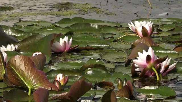 Close up of pink and white water lillies bobbing on a windy lake