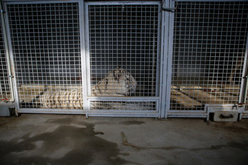 White tiger kept in cage inside a circus menagerie - animal abuse