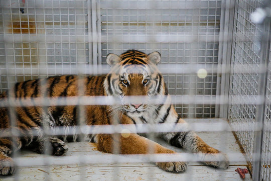 Wild Siberian tiger kept in cage inside a circus menagerie - animal abuse