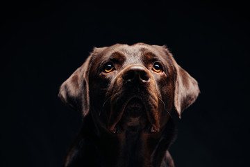 Portrait of a black Labrador