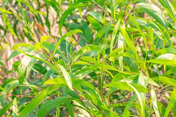 Acacia Mangium Willd fresh green leaves background in tropical forest
