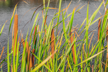 Closeup Bulrush, Cattail, Elephant grass, Flag, Narrowleaf cattail, Lesser reedmace, Reedmace tule...