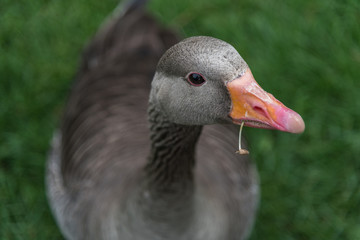 Greylag goose with blade of grass in its beak, close up.