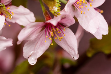 sakura in full bloom
