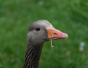 Grey goose. Head shot. With a blade of grass in its mouth.