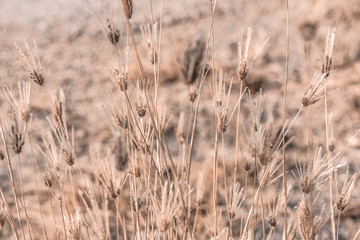 Fototapeta premium Beautiful dry soft and bright flowers of Swollen finger grass (Chloris Barbata) are growing in grassland in dry season as nature background and backdrop
