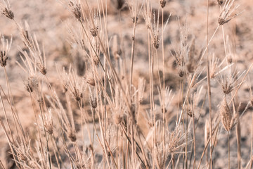 Beautiful dry soft and bright flowers of Swollen finger grass (Chloris Barbata) are growing in grassland in dry season as nature background and backdrop