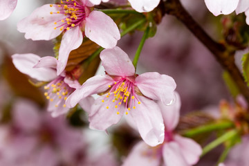 sakura flowers. hanami