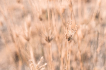 Fototapeta premium Beautiful dry soft and bright flowers of Swollen finger grass (Chloris Barbata) are growing in grassland in dry season as nature background and backdrop