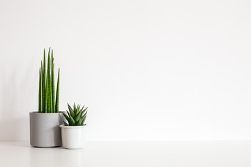 Houseplants in flowerpots and white wall mockup.