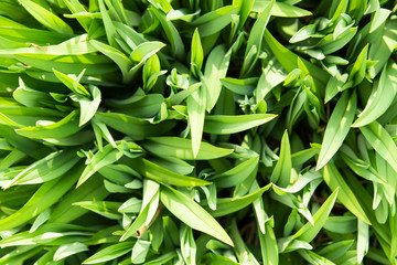 Fototapeta premium fresh green grass background top view