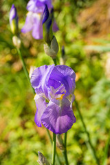 Lilac irises growing in a garden in north east Itly