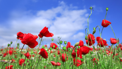 Wild poppy flowers on blue sky background.