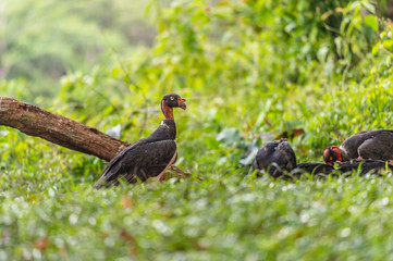 King vulture, Sarcoramphus papa, large bird found in Central and South America. Flying bird, forest in the background. Wildlife scene from tropic nature. Red head bird. Condor with open wing, Panama
