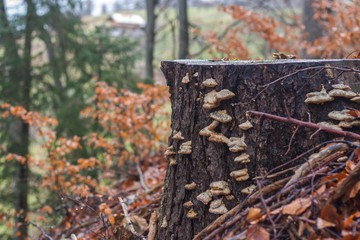 Magical autumn forest. stump. switzerland