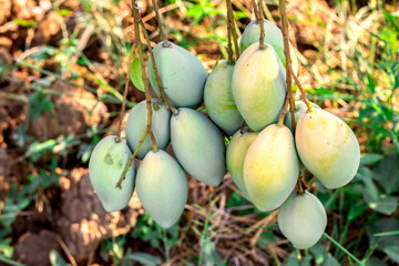 Closeup fresh fruitful raw mangoes are growing and hanging on tree in the organic fruit garden