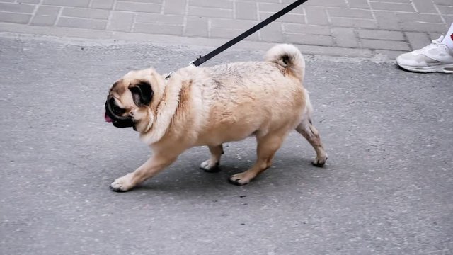 Wet pug walk on the road on a leash in slow motion
