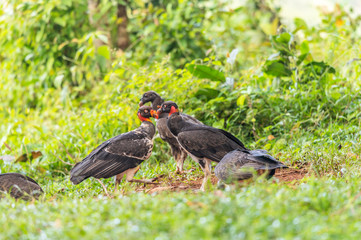 King vulture, Sarcoramphus papa, large bird found in Central and South America. Flying bird, forest...