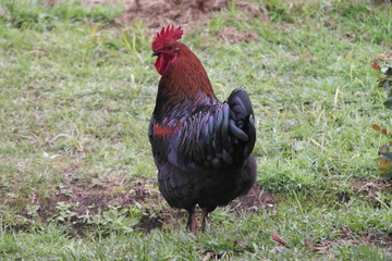 rooster on grass