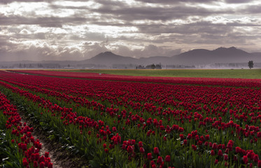 Fototapeta premium Skagit Valley Tulip Fields 5547