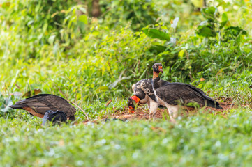 King vulture, Sarcoramphus papa, large bird found in Central and South America. Flying bird, forest in the background. Wildlife scene from tropic nature. Red head bird. Condor with open wing, Panama