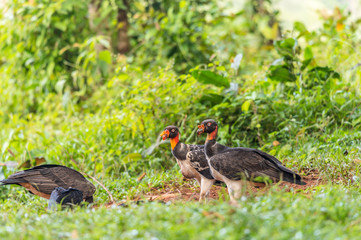 King vulture, Sarcoramphus papa, large bird found in Central and South America. Flying bird, forest in the background. Wildlife scene from tropic nature. Red head bird. Condor with open wing, Panama