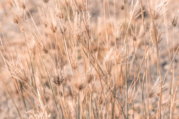 Fototapeta premium Beautiful dry soft and bright flowers of Swollen finger grass (Chloris Barbata) are growing in grassland in dry season as nature background and backdrop
