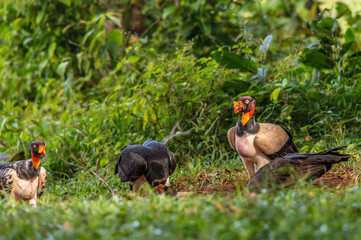 King vulture, Sarcoramphus papa, large bird found in Central and South America. Flying bird, forest in the background. Wildlife scene from tropic nature. Red head bird. Condor with open wing, Panama