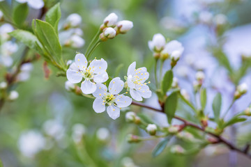 A branch of a pear tree during flowering
