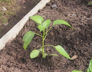 Young sprouts of pepper, planted in the beds in the greenhouse. Agriculture.