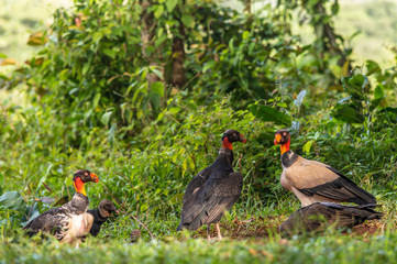 King vulture, Sarcoramphus papa, large bird found in Central and South America. Flying bird, forest in the background. Wildlife scene from tropic nature. Red head bird. Condor with open wing, Panama