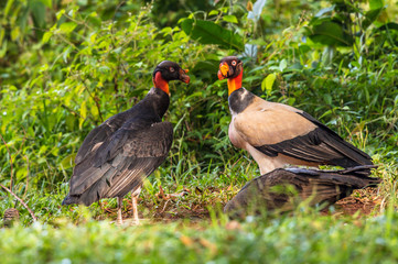 King vulture, Sarcoramphus papa, large bird found in Central and South America. Flying bird, forest in the background. Wildlife scene from tropic nature. Red head bird. Condor with open wing, Panama