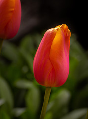 Skagit Valley Tulips 5652