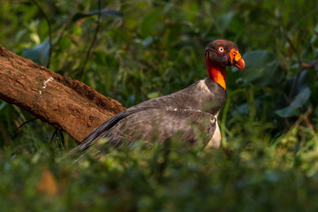 King vulture, Sarcoramphus papa, large bird found in Central and South America. Flying bird, forest in the background. Wildlife scene from tropic nature. Red head bird. Condor with open wing, Panama