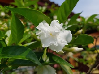 white flower in garden