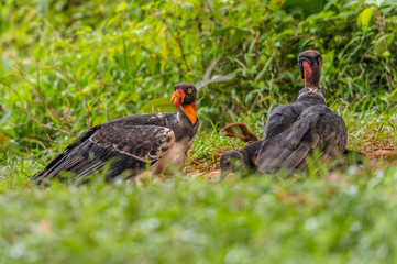 King vulture, Sarcoramphus papa, large bird found in Central and South America. Flying bird, forest in the background. Wildlife scene from tropic nature. Red head bird. Condor with open wing, Panama