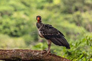 King vulture, Sarcoramphus papa, large bird found in Central and South America. Flying bird, forest...