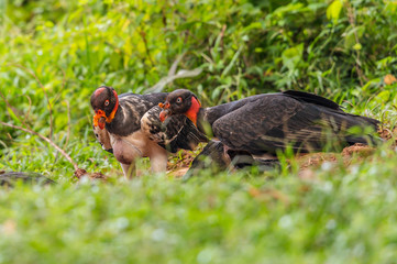 King vulture, Sarcoramphus papa, large bird found in Central and South America. Flying bird, forest in the background. Wildlife scene from tropic nature. Red head bird. Condor with open wing, Panama