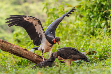 King vulture, Sarcoramphus papa, large bird found in Central and South America. Flying bird, forest in the background. Wildlife scene from tropic nature. Red head bird. Condor with open wing, Panama