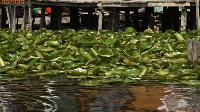 Dolly shot from a boat looking at a thick grove of water lilies underneath a pier