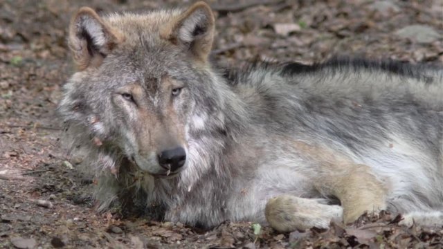 Lazy European wolf, Canis lupus, resting in a sunny forest, looking at the camera.