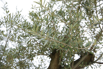 Young leaves of olive wood background