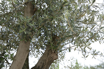 Branch of olive tree with young leaves