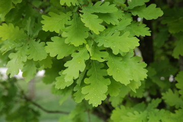 Fototapeta na wymiar Young oak green leaves with raindrops background