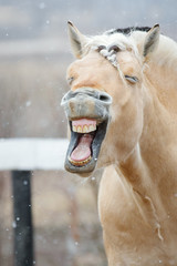 Chestnut horse yawning. Funny portrait close up.