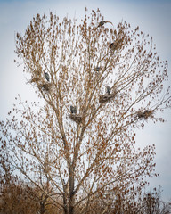 Beautiful Great Blue Heron Tree Houses