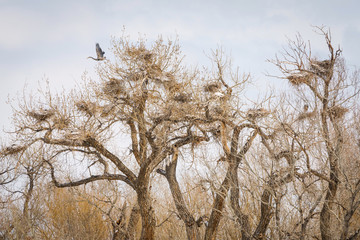 Fototapeta premium Great Blue Heron Rookery