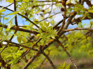 tree young leaves green spring