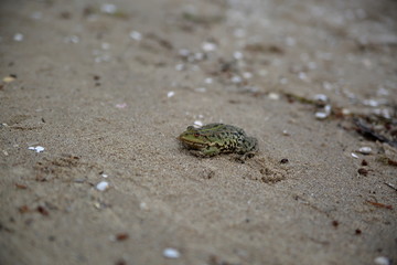 frog in the sand close up