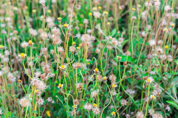 Flowering of Coatbuttons, Mexican daisy, Tridax daisy, Wild Daisy, Widespread weed (Tridax Procumbens) in the field with nature background